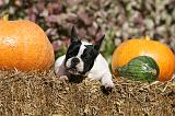 BOULEDOGUE FRANCAIS 1270